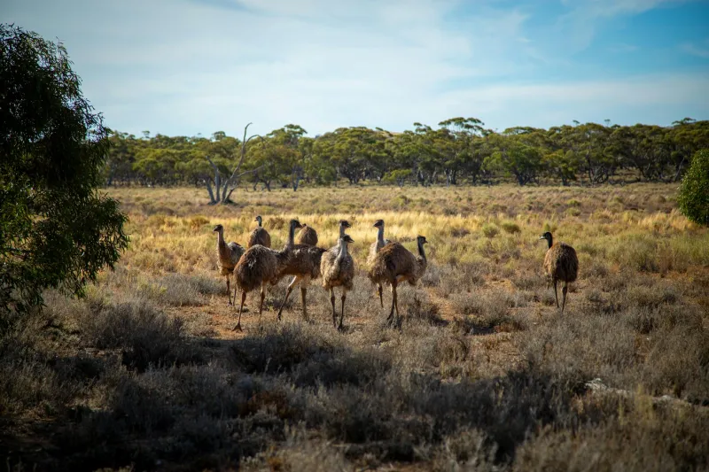 The Day Australia's Army Surrendered to a Flock of Birds